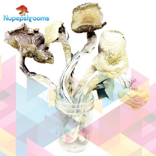 Buy GWM Great White Monsters Mushrooms Online in Canada - Nupep Shrooms